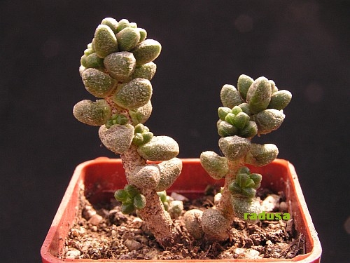 Sedum furfuraceum, Mexico, SLP, Salitrera.jpg