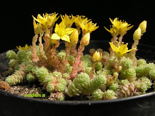 Sedum humifusum.jpg