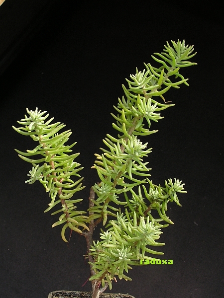 Sedum potosinum.jpg