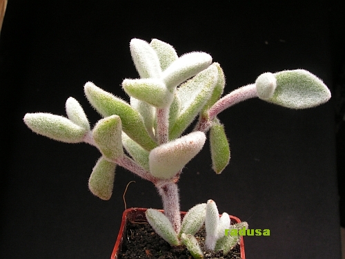 Kalanchoe eriophylla.jpg