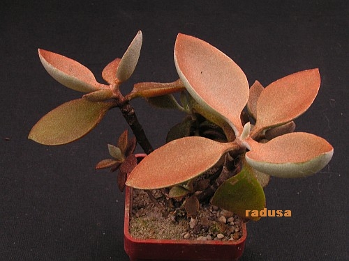 Kalanchoe orgyalis.jpg