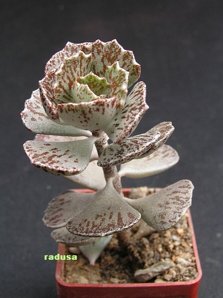 Kalanchoe rhombopilosa.jpg