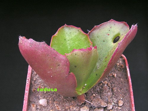 Kalanchoe synsepala.jpg