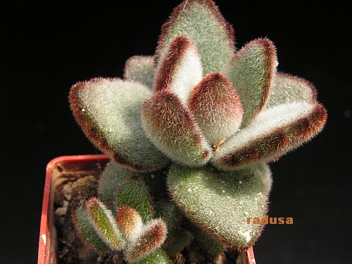 Kalanchoe tomentosa.jpg