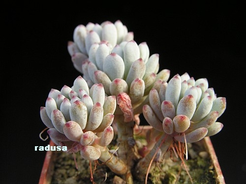 Graptopetalum pachyphyllum.jpg