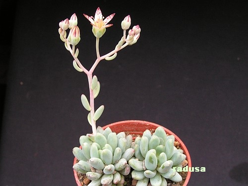 Graptopetalum saxifragoides, Mexico.jpg