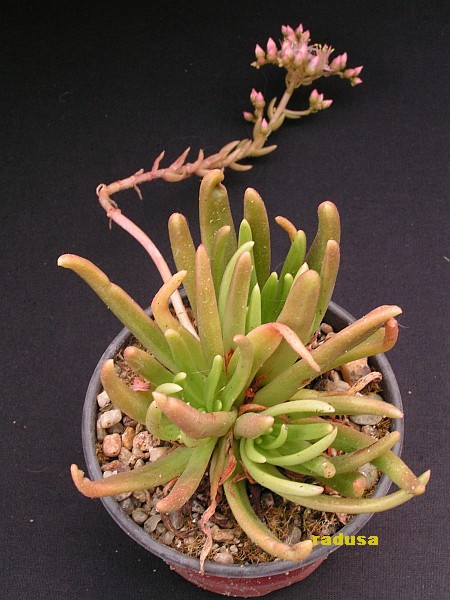 Dudleya viscida.jpg