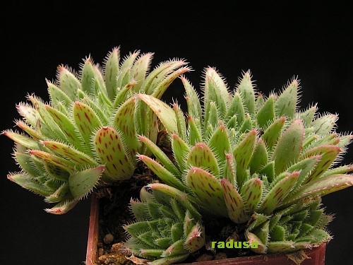 Aeonium simsii, Gran Canaria, Cueva grande 2.jpg