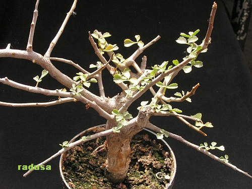 Commiphora capensis   JM.jpg