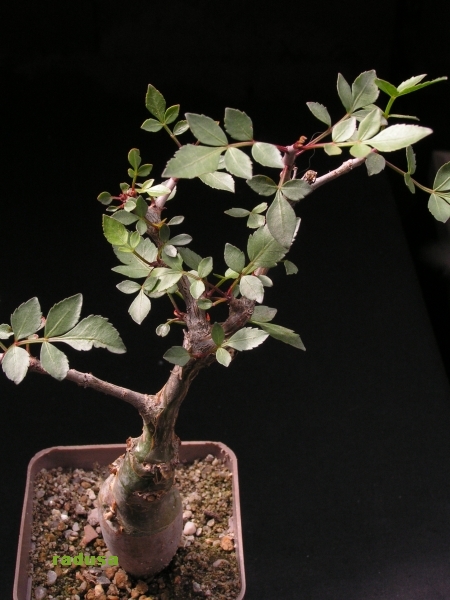 Bursera fagaroides 5.jpg