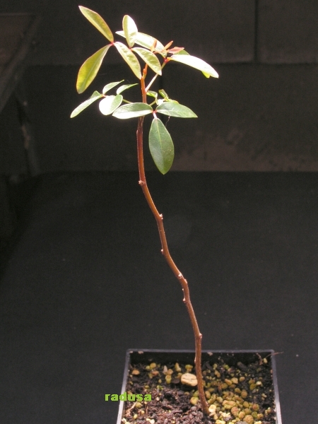 Bursera inasuensis.jpg