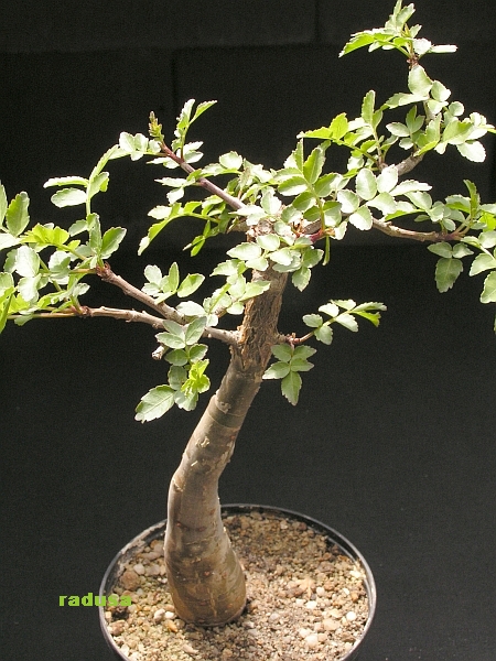 Bursera sp.   JM.jpg