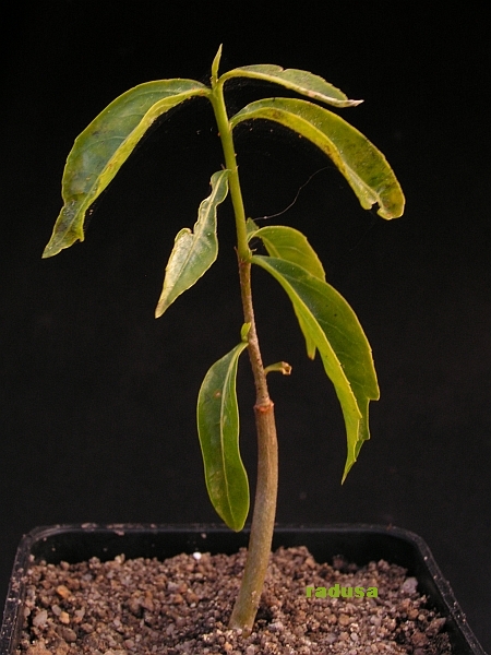 Adansonia rubrostipa, Madagascar, Itampolo.jpg
