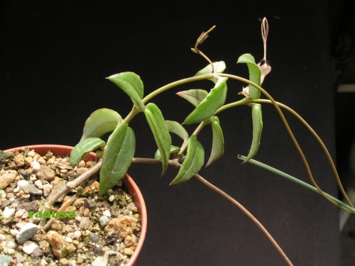 Ceropegia oculta   JM.jpg