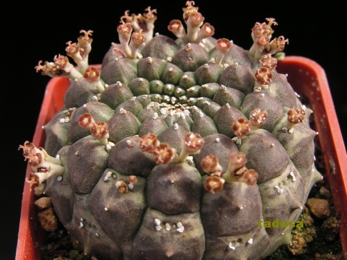 Euphorbia gymnocalycioides.jpg