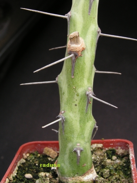 Euphorbia xylacantha.jpg