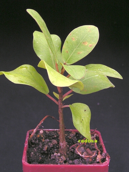 Ficus craterostoma.jpg