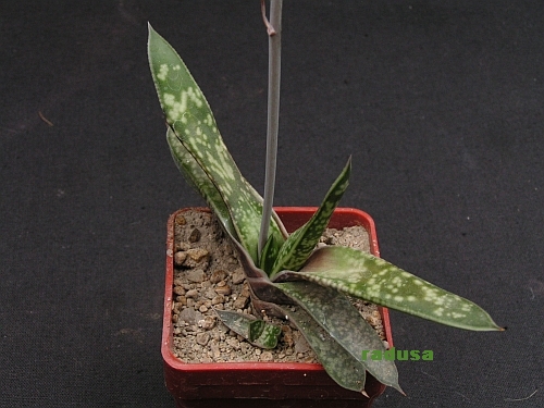 Gasteria bicolor v.liliputana.jpg