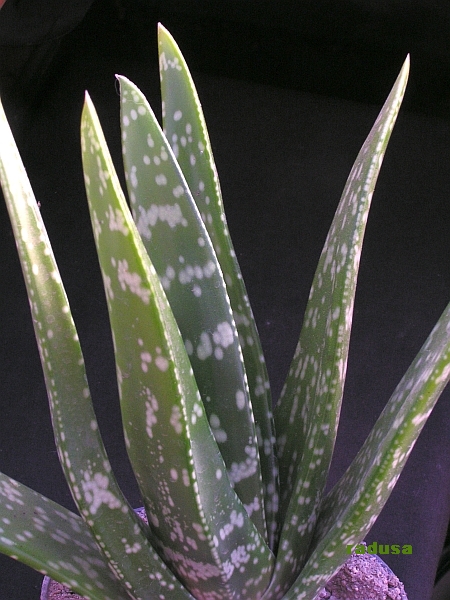 Gasteria croucheri.jpg