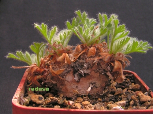 Pelargonium appendiculatum.jpg