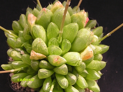 Haworthia cymbiformis v.obtusa.jpg