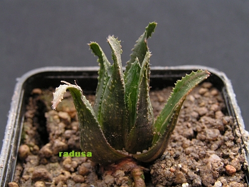 Haworthia floribunda.jpg