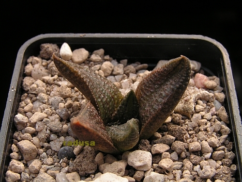 Haworthia koelmaniorum, RSA, Globrersdal.jpg