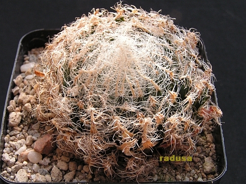 Haworthia lanata sp.nova, SW of Ladismith.jpg