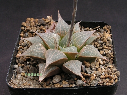 Haworthia magnifica v.acuminata.jpg