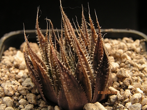 Haworthia marumiana v.archeri, RSA, N of Lainsburg.jpg