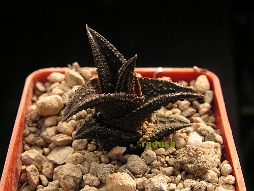 Haworthia nigra, RSA, Hacknen Dam.jpg