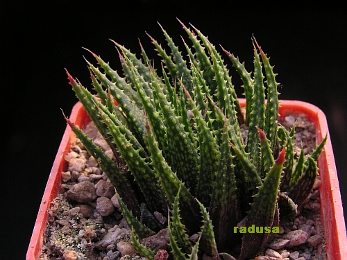 Haworthia variegata, RSA, Botterkloof.jpg