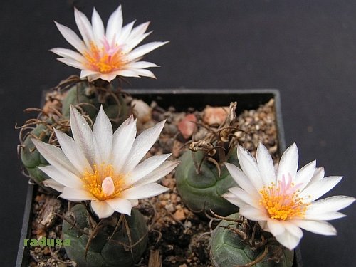 Turbinicarpus macrochele v.frailensis.jpg