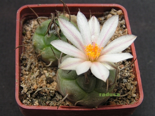 Turbinicarpus polaskii.jpg