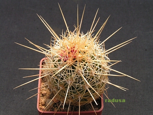 Thelocactus bicolor v.bolansis.jpg