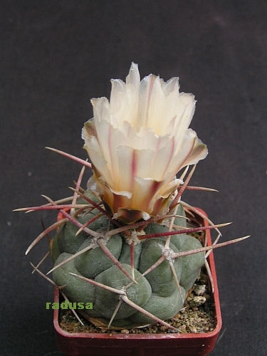 Thelocactus hexaedrophorus 2.jpg