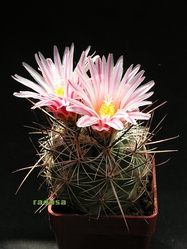 Thelocactus lausseri 2.jpg