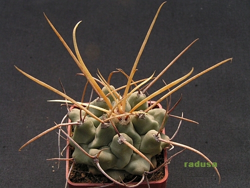 Thelocactus nidulans.jpg