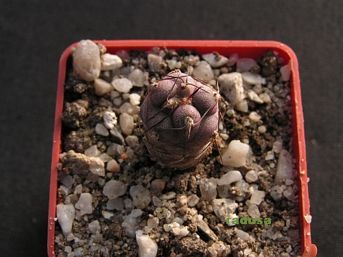 Tephrocactus geometricus.jpg