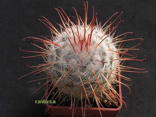 Mammillaria bombycina.jpg