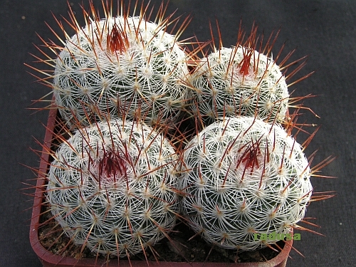 Mammillaria elegans.jpg