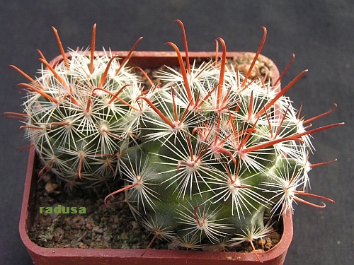 Mammillaria longiflora.jpg