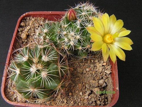 Mammillaria melaleuca.jpg