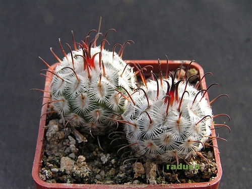 Mammillaria perezdelarosae.jpg