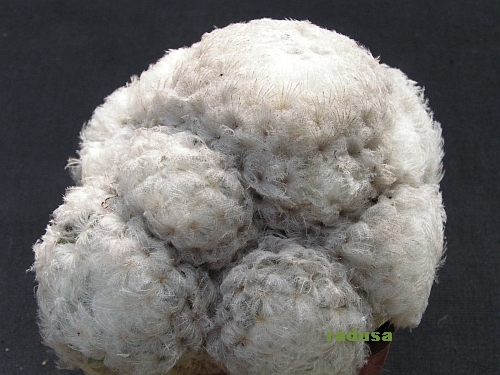 Mammillaria plumosa.jpg