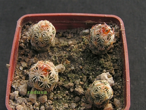 Escobaria neliae.jpg