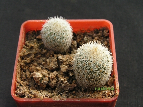 Epithelantha gregii.jpg