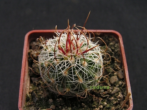 Echinofossulocactus parksianus.jpg