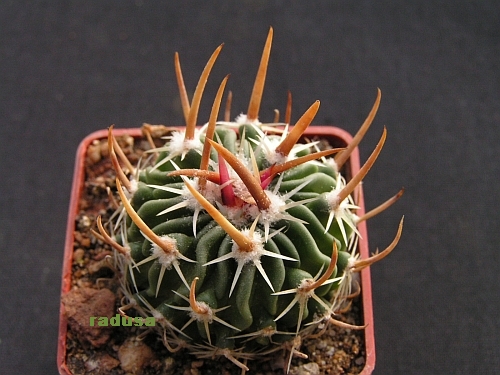 Echinofossulocactus sp., Mex., Charkas.jpg