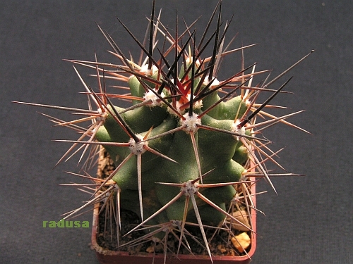 Echinocereus coccineus v.roemeri.jpg